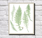 Fern Print Vintage Book Plate Poster Art Botanical Illustration