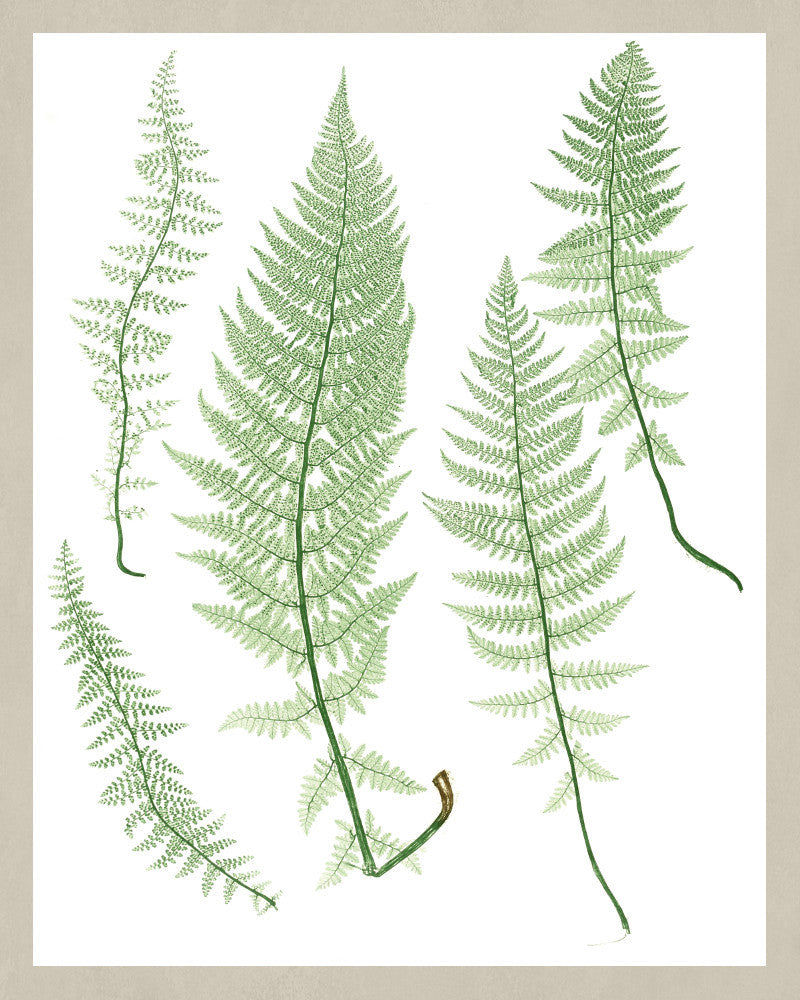 Fern Print Vintage Book Plate Poster Art Botanical Illustration