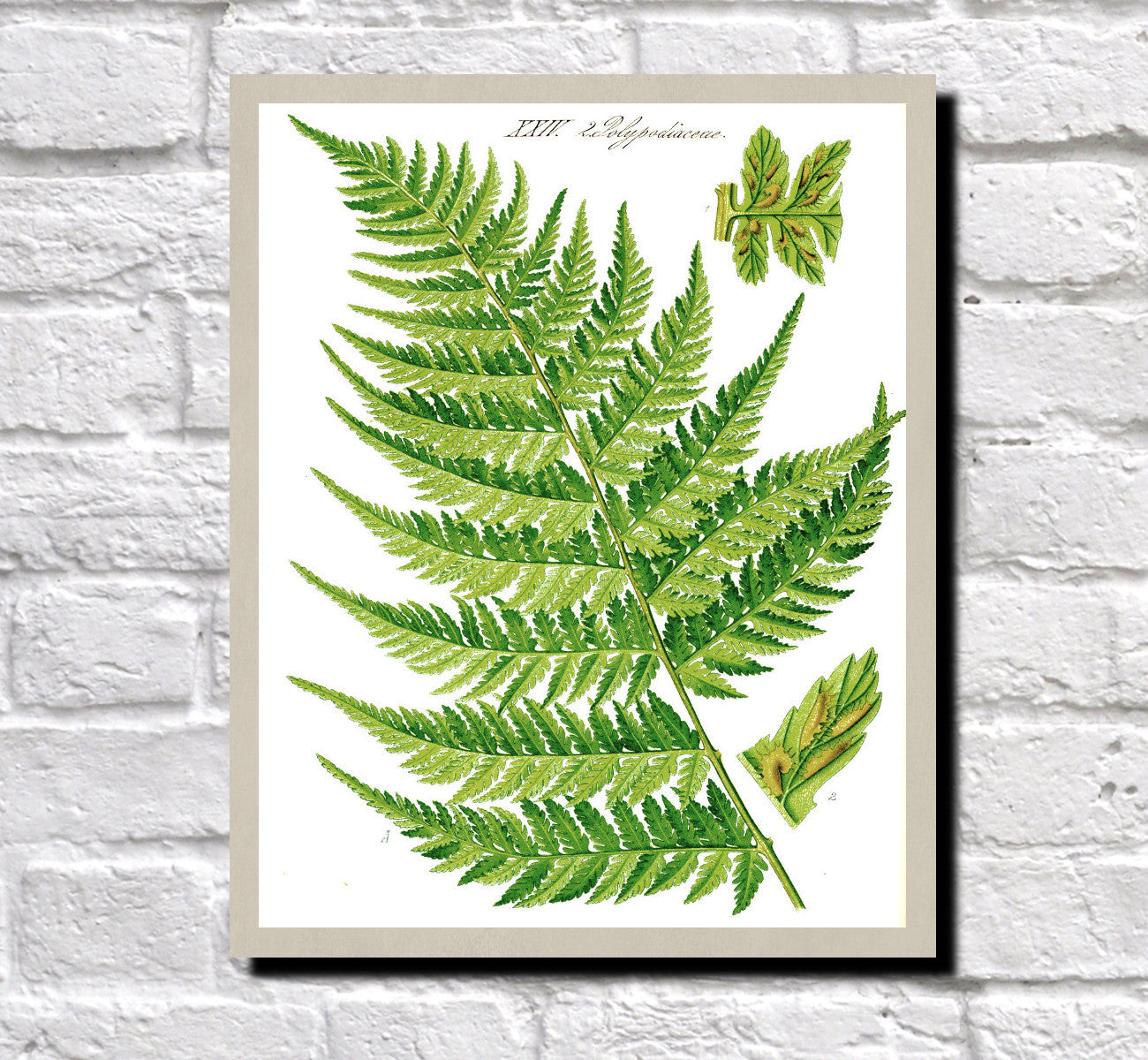 Fern Print Vintage Book Plate Poster Plant Art Botanical Illustration