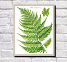 Fern Print Vintage Book Plate Poster Plant Art Botanical Illustration