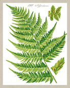 Fern Print Vintage Book Plate Poster Plant Art Botanical Illustration