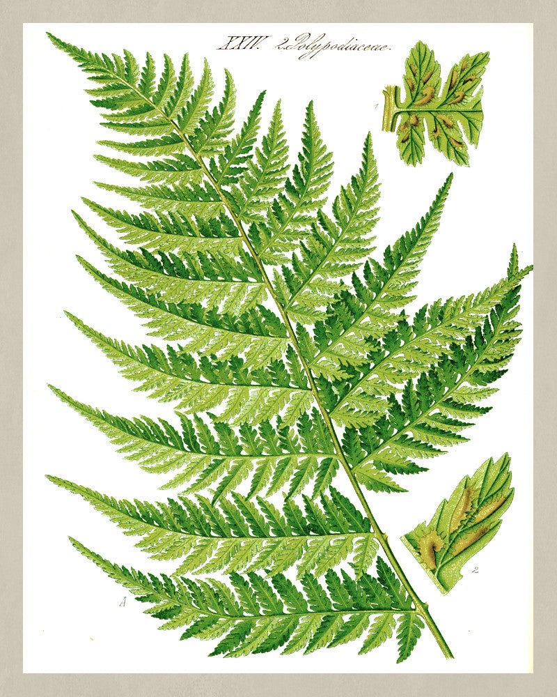 Fern Print Vintage Book Plate Poster Plant Art Botanical Illustration