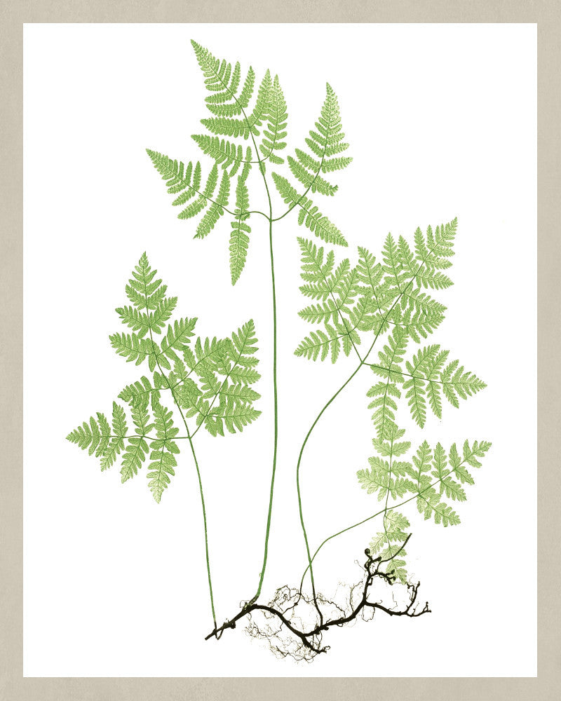Fern Print Vintage Book Plate Poster Botanical Illustration Plant Art 