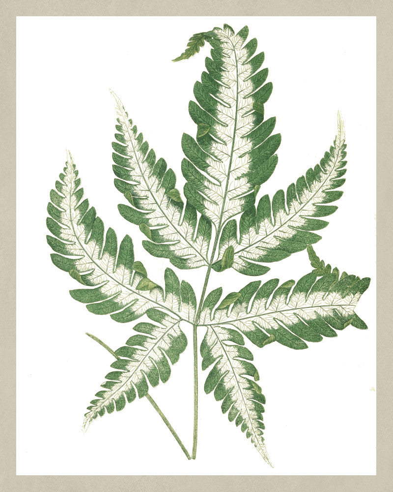 Silver Brake Fern Print Vintage Book Plate Poster Botanical Illustration Plant Art