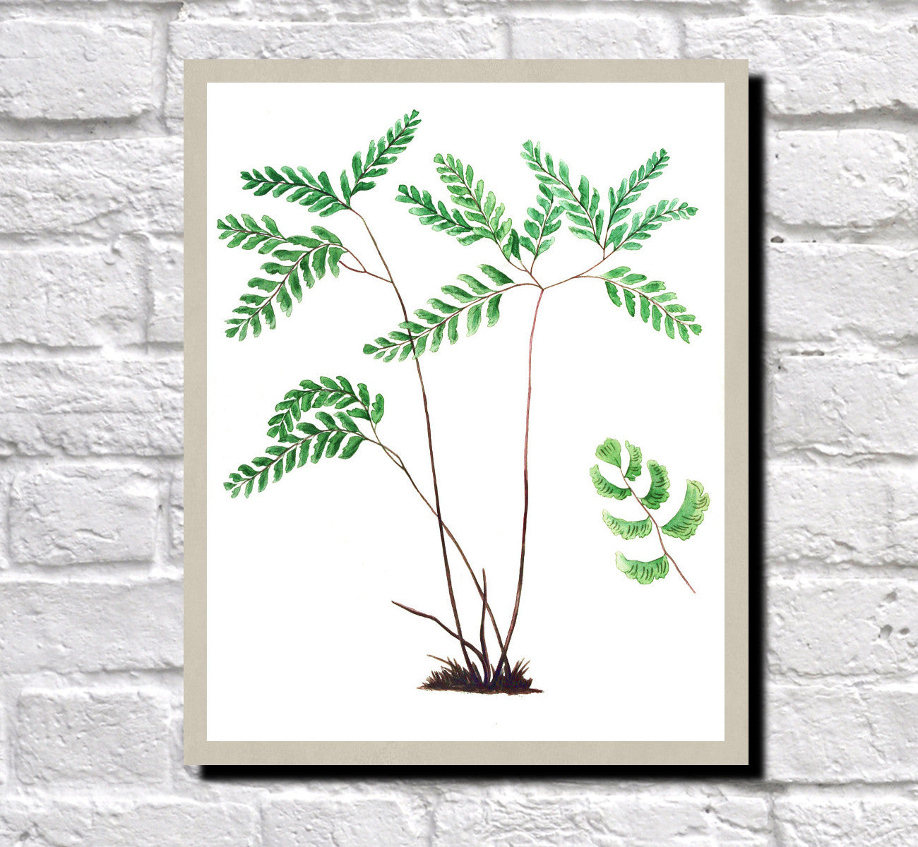 Fern Print Vintage Book Plate Art Botanical Illustration Poster