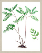 Fern Print Vintage Book Plate Art Botanical Illustration Poster