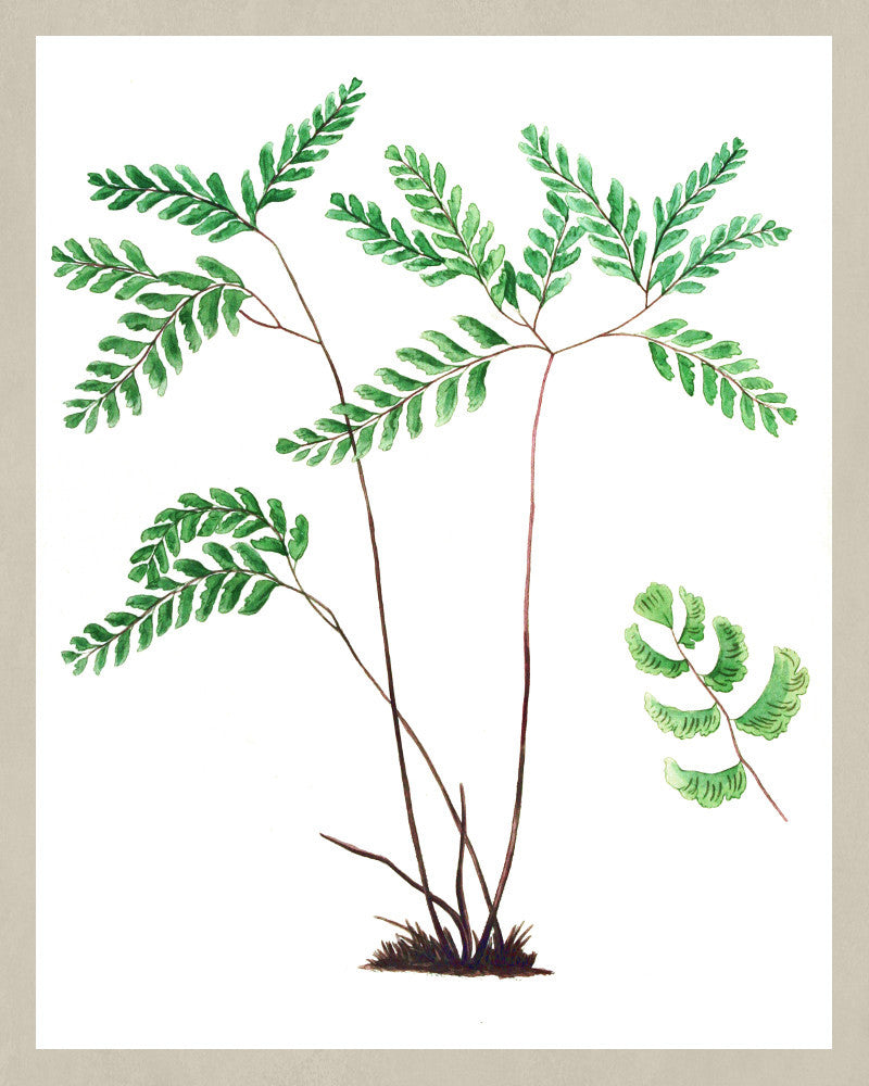 Fern Print Vintage Book Plate Art Botanical Illustration Poster