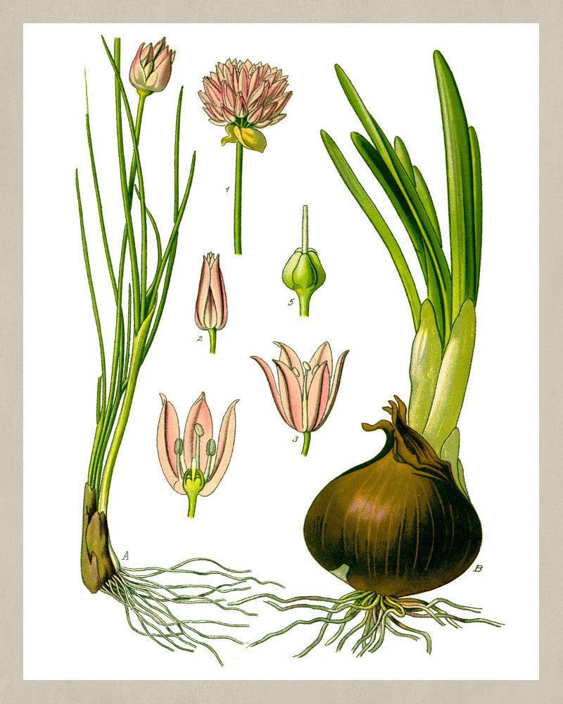 Chives, Onion Print Vintage Book Plate Art Botanical Illustration