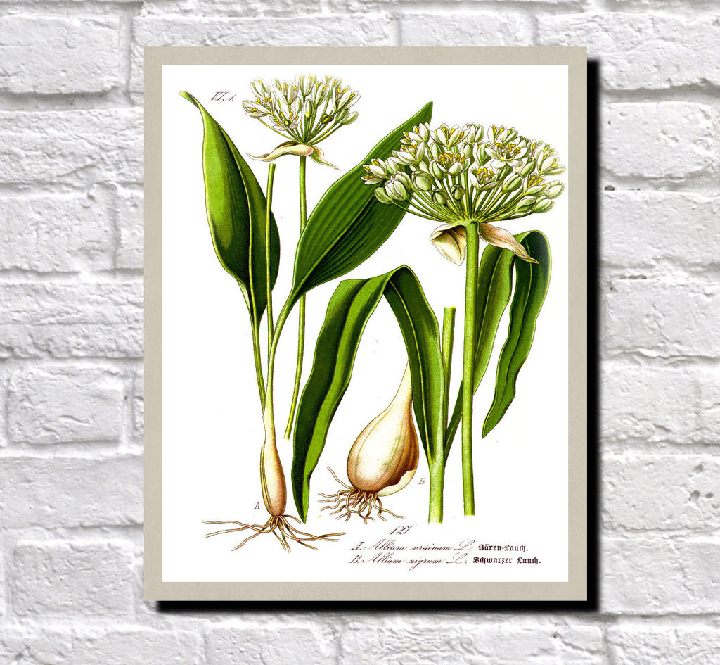 Garlic Print Vintage Book Plate Art Botanical Illustration
