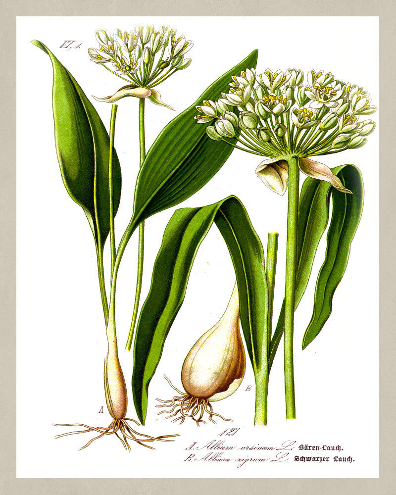 Garlic Print Vintage Book Plate Art Botanical Illustration