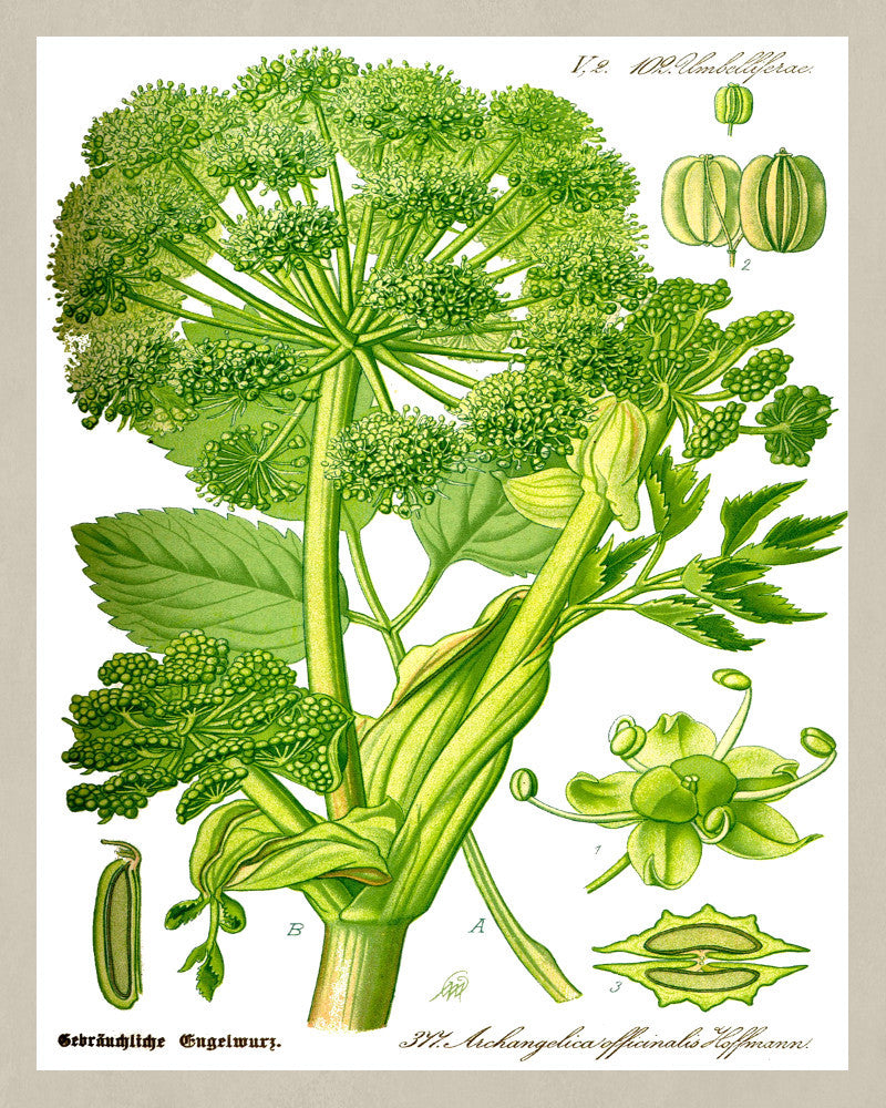 Wild Celery Print Vintage Book Plate Art Botanical Illustration