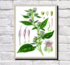 Burdock Print Vintage Book Plate Art Botanical Illustration