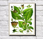 Belladonna Print Vintage Book Plate Art Botanical Illustration