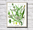Chicory Print Vintage Book Plate Art Botanical Illustration