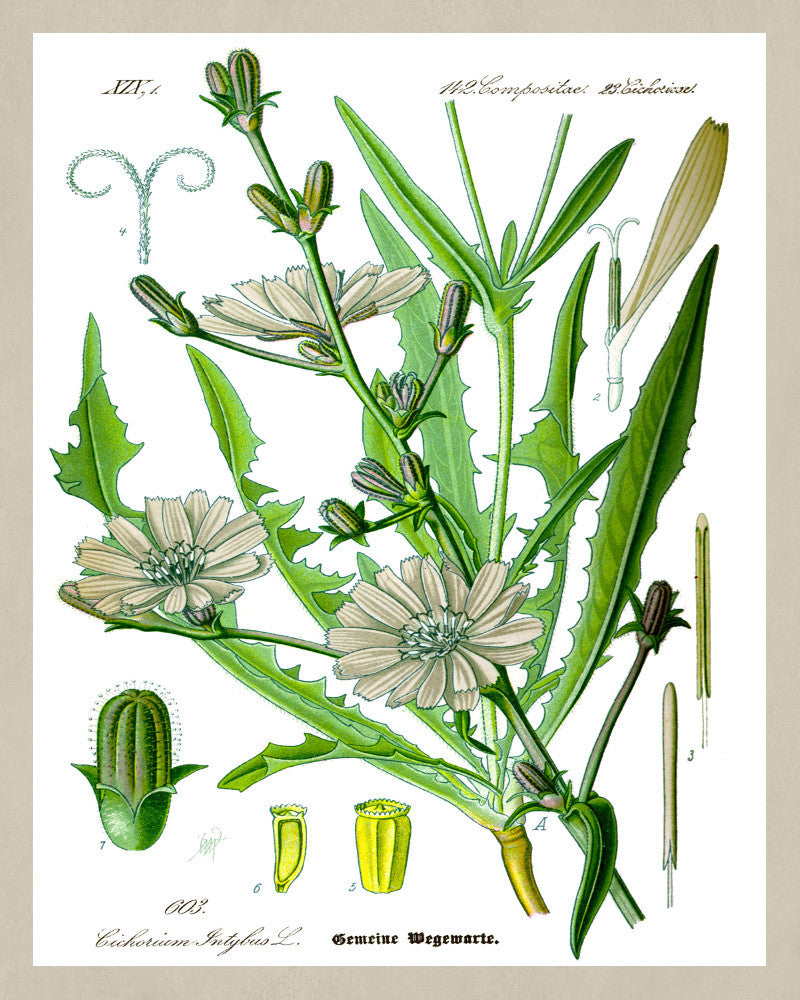 Chicory Print Vintage Book Plate Art Botanical Illustration