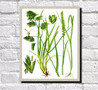 Cock's Foot Print Vintage Book Plate Art Botanical Illustration
