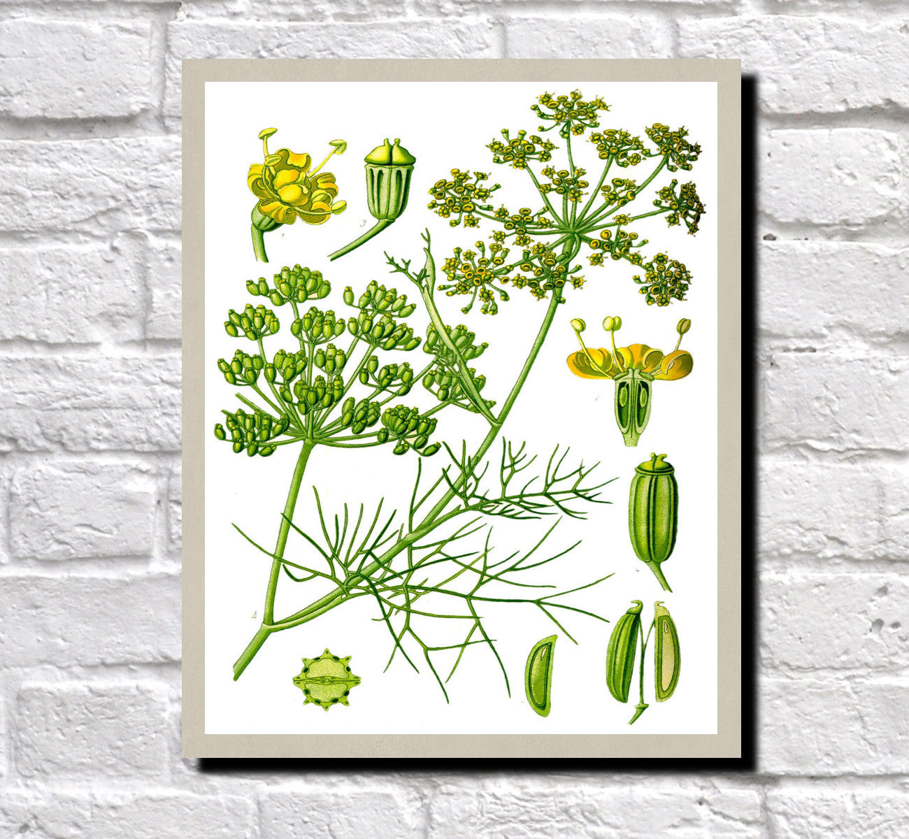 Fennel Print Vintage Book Plate Art Botanical Illustration