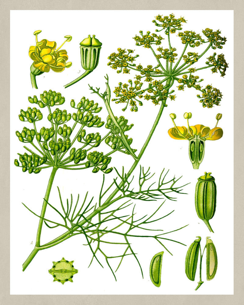 Fennel Print Vintage Book Plate Art Botanical Illustration