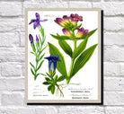 Gentian Flowers Print Vintage Book Plate Art Botanical Illustration