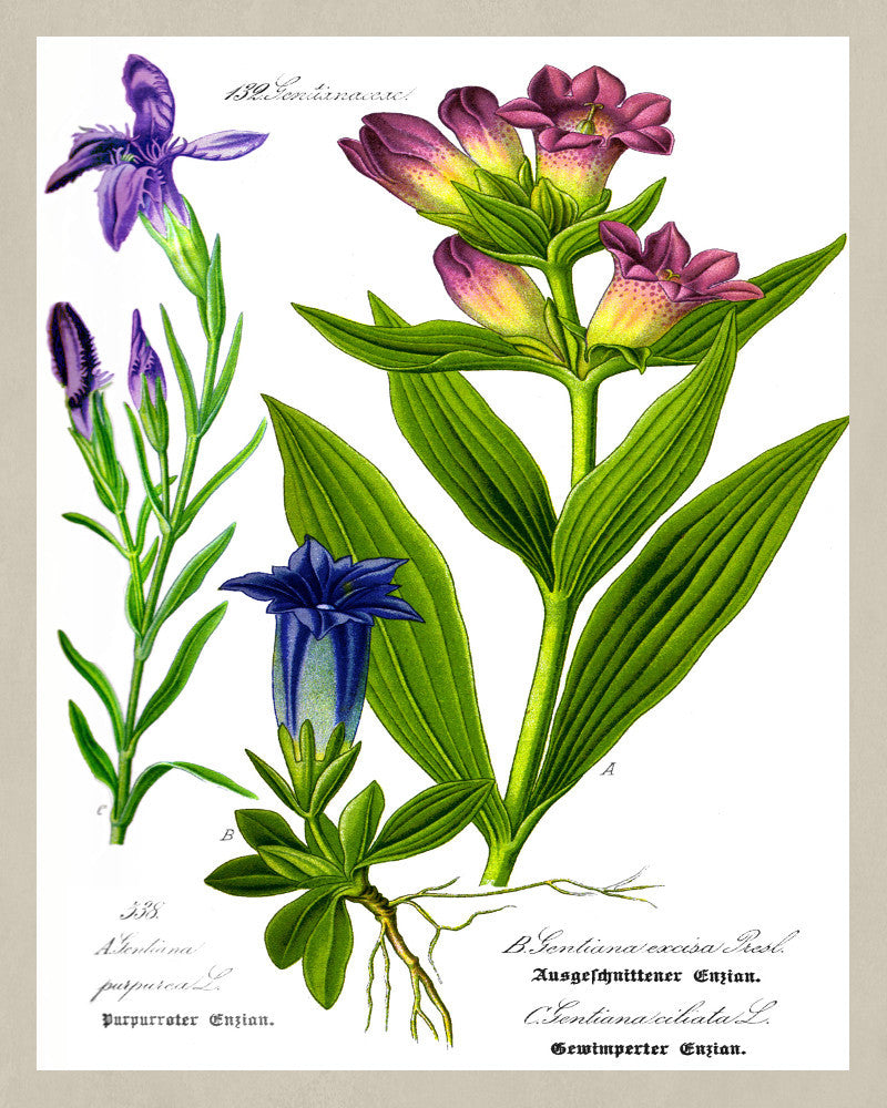Gentian Flowers Print Vintage Book Plate Art Botanical Illustration