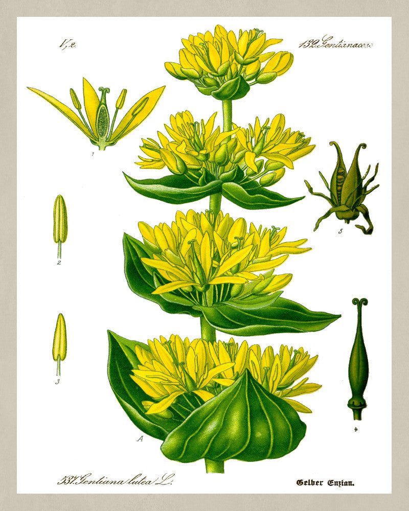 Yellow Gentian Print Vintage Book Plate Art Botanical Illustration
