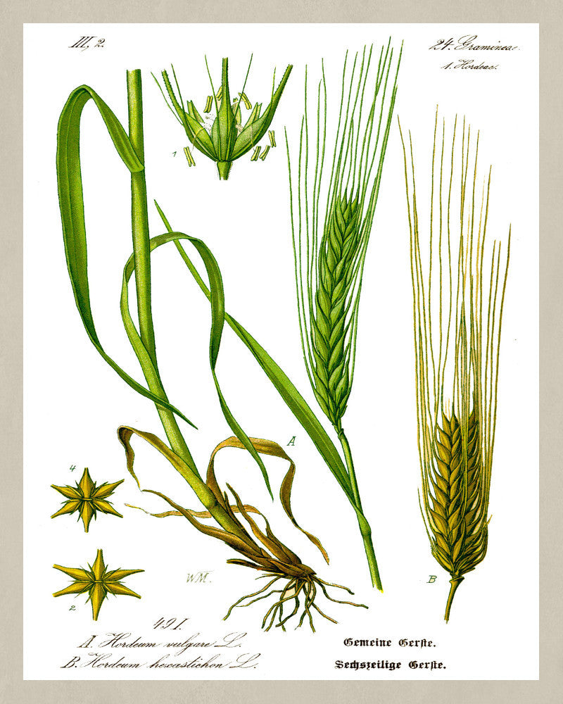 Barley Print Vintage Book Plate Art Botanical Illustration