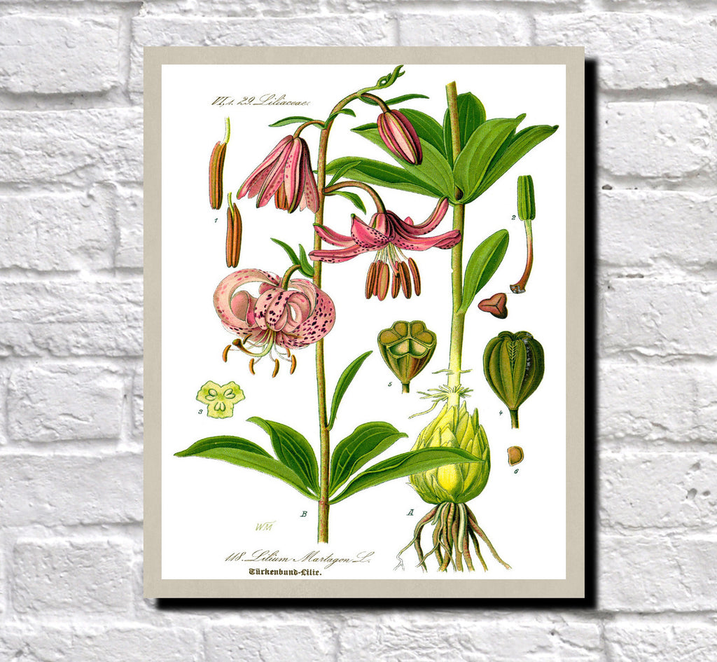 Martagon Lily Print Vintage Book Plate Art Botanical Illustration