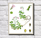 Twinflower Print Vintage Book Plate Art Botanical Illustration