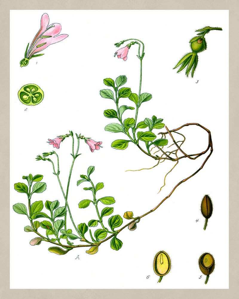Twinflower Print Vintage Book Plate Art Botanical Illustration