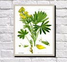 Yellow Lupin Print Vintage Book Plate Art Botanical Illustration