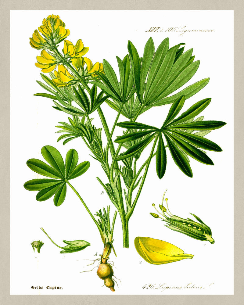 Yellow Lupin Print Vintage Book Plate Art Botanical Illustration