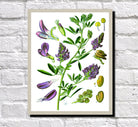 Alfalfa Print Vintage Book Plate Art Botanical Illustration