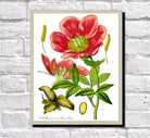 Peony Print Vintage Book Plate Art Botanical Illustration