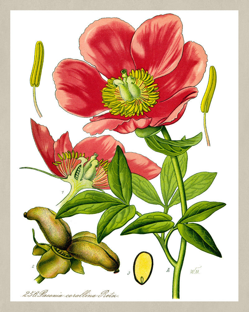 Peony Print Vintage Book Plate Art Botanical Illustration