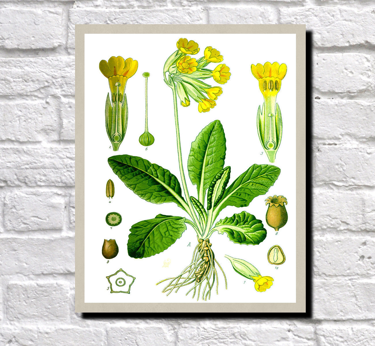 Cowslip Print Vintage Book Plate Art Botanical Illustration