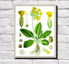 Cowslip Print Vintage Book Plate Art Botanical Illustration