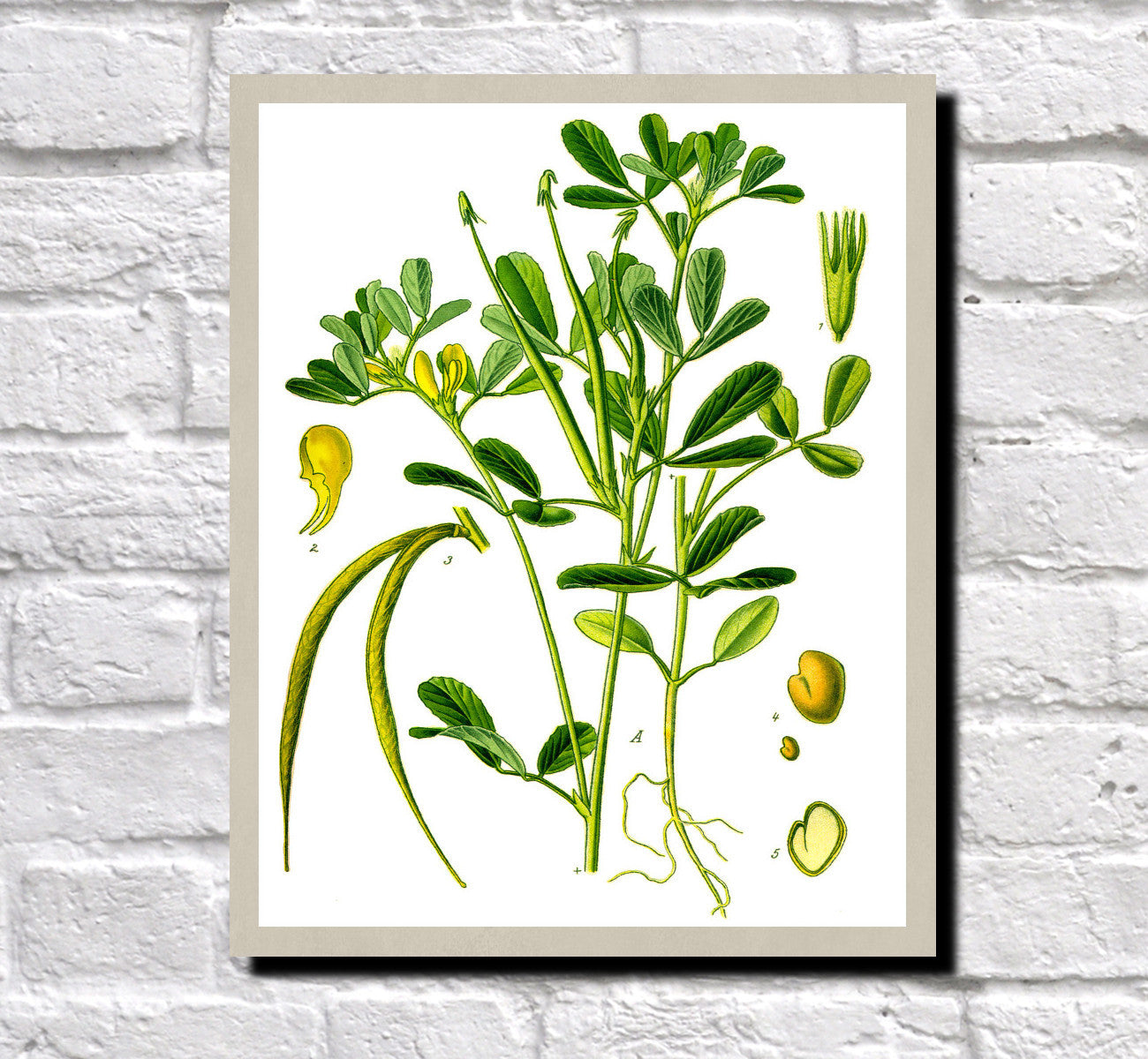 Fenugreek Print Vintage Book Plate Art Botanical Illustration