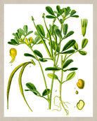 Fenugreek Print Vintage Book Plate Art Botanical Illustration