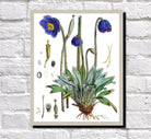 Blue Poppy Print Vintage Book Plate Art Botanical Illustration
