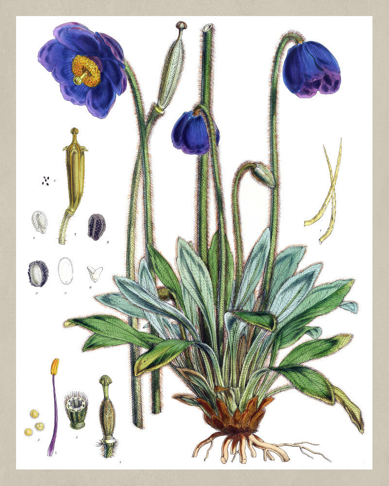 Blue Poppy Print Vintage Book Plate Art Botanical Illustration