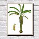 Banana Plant Print Vintage Book Plate Art Botanical Illustration