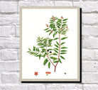 Indian Sandalwood Print Vintage Book Plate Art Botanical Illustration