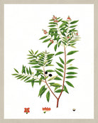 Indian Sandalwood Print Vintage Book Plate Art Botanical Illustration