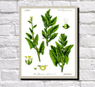 Spinach Print Vintage Book Plate Art Botanical Illustration