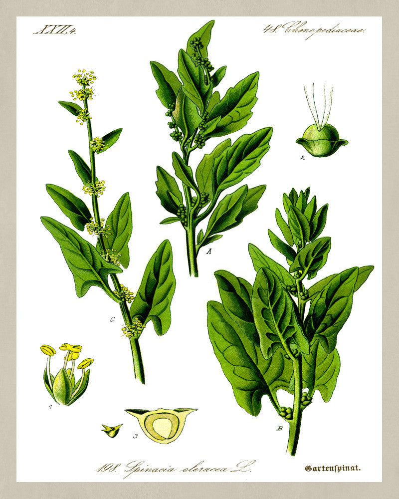 Spinach Print Vintage Book Plate Art Botanical Illustration