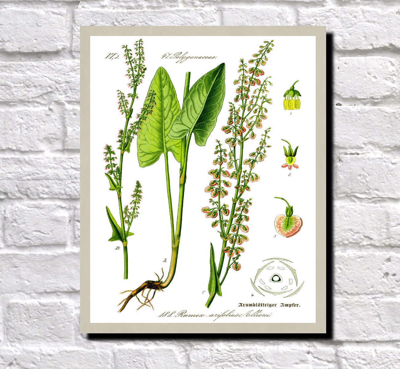 Maiden Sorrel Print Vintage Book Plate Art Botanical Illustration