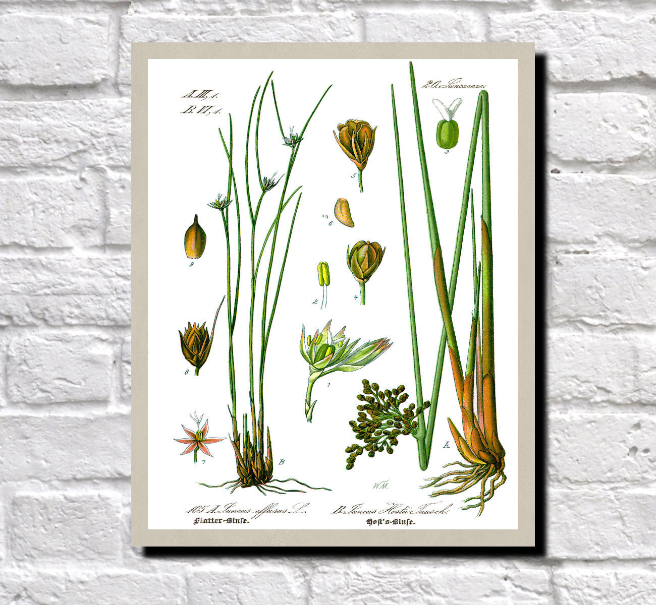 Rush Print Vintage Book Plate Art Botanical Illustration