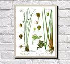 Rush Print Vintage Book Plate Art Botanical Illustration