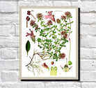 Breckland Thyme Print Vintage Book Plate Art Botanical Illustration