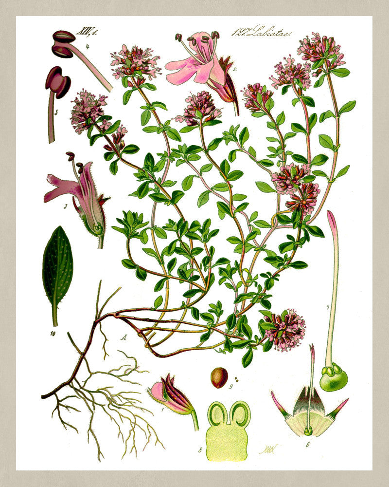 Breckland Thyme Print Vintage Book Plate Art Botanical Illustration